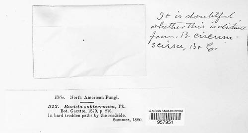 Disciseda image